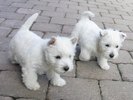 westie-welpen-09