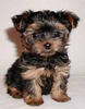 yorkie-pup