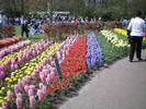 keukenhof_153