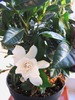 gardenia parfumata