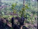 pruni3