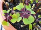 Oxalis Iron Cross (2010, April 26)