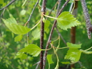 Betula pendula Youngii (2010, Apr.18)