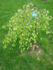 Betula pendula Youngii (2010, Apr.25)