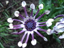 Daisy Nasinga White (2010, April 24)