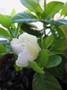 gardenia