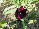 lalele2010 150