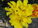 lalele2010 194