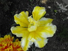 lalele2010 195