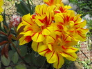 lalele2010 198