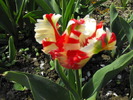 lalele2010 204