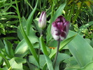 lalele2010 227