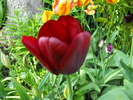 lalele2010 229