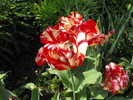 lalele2010 230