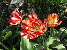 lalele2010 231