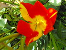lalele2010 235