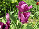 lalele2010 237