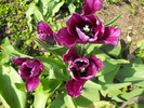 lalele2010 238