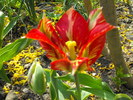 lalele2010 240