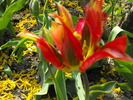 lalele2010 241