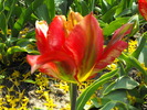 lalele2010 243