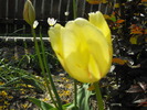 lalele2010 244