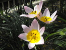 lalele2010 253