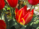 lalele2010 254