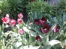 DSC02144