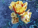 DSC01852