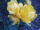 DSC01855