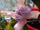 DSC01136