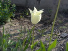 IM000650