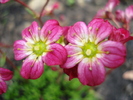 Saxifraga Peter Pan (2010, April 25)