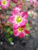 Saxifraga Peter Pan (2010, April 25)