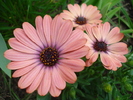 Daisy Orania Terracotta (2010, April 24)