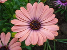 Daisy Orania Terracotta (2010, April 24)