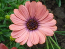 Daisy Orania Terracotta (2010, April 25)