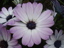 Daisy Ostica Lilac (2010, April 24)