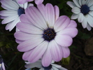 Daisy Ostica Lilac (2010, April 24)