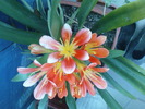 clivia