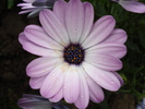 Daisy Ostica Lilac (2010, April 25)