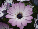 Daisy Ostica Lilac (2010, April 25)