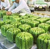 square-watermellons