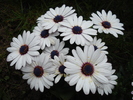 Daisy Soprano White (2010, April 24)