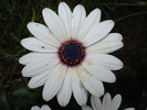 Daisy Soprano White (2010, April 24)