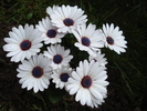 Daisy Soprano White (2010, April 25)