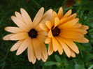 Daisy Orange Dream (2010, April 23)