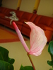 ANTHURIUM ROZ