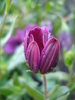 African Daisy Astra Violet (2010, Apr.21)